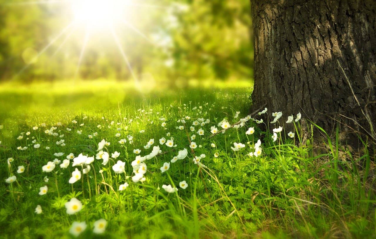 NATURE